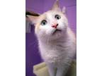 Adopt Sully a White (Mostly) Domestic Shorthair (short coat) cat in House