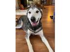 Adopt Rosie a Gray/Silver/Salt & Pepper - with White Husky / Mixed dog in