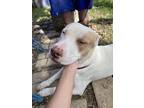 Adopt Peach a White - with Tan, Yellow or Fawn American Staffordshire Terrier /