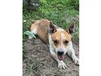 Adopt Tino a White - with Red, Golden, Orange or Chestnut Australian Cattle Dog