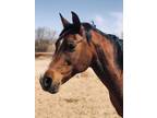Adopt Betsy a Chestnut/Sorrel Arabian / Mixed horse in University Park