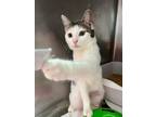 Adopt Icy a American Shorthair