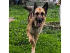 Adopt Sadie a Tan/Yellow/Fawn German Shepherd Dog / Mixed dog in West Des