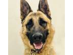 Adopt Magnum a German Shepherd Dog / Mixed dog in Osage Beach, MO (38016362)