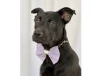 Adopt Bobby a Black Labrador Retriever / Mixed dog in Picayune, MS (37798763)
