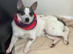 Adopt EDDIE a White - with Tan, Yellow or Fawn Jack Russell Terrier / Mixed dog