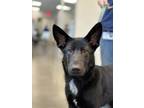 Adopt Jett a Black German Shepherd Dog / Mixed dog in Fresno, CA (37799080)