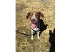 Adopt Popcorn (Poppy) a Brown/Chocolate Pointer / Mixed dog in Driggs