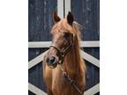 Adopt Ruffles a Chestnut/Sorrel Other/Unknown horse in Nicholasville