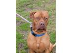 Adopt Chewy a Red/Golden/Orange/Chestnut American Pit Bull Terrier / American