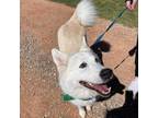 Adopt Ana a White - with Tan, Yellow or Fawn Husky / Mixed dog in Eufaula