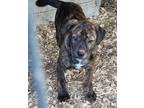 Adopt Starsky and Hutch a Brindle - with White American Pit Bull Terrier / Mixed