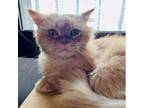 Adopt Roberto Kuwait - NOT YET AVAILABLE a Tan or Fawn Tabby Domestic Longhair /