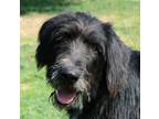 Adopt Remmy a Black - with White Wirehaired Pointing Griffon / Mixed dog in