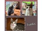 Adopt Frankie a Tan or Fawn Tabby Domestic Shorthair (short coat) cat in Tri