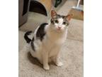Adopt Falkor a Brown Tabby Domestic Shorthair (short coat) cat in Carlisle
