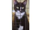 Adopt Salmon a Black & White or Tuxedo Domestic Shorthair (short coat) cat in