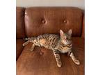 Adopt Rigby a Tortoiseshell Bengal / Mixed (medium coat) cat in Saint Louis