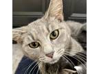 Adopt Birdie a Gray or Blue Domestic Shorthair / Mixed cat in Normal