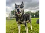 Adopt Sangria a Black Husky / Shepherd (Unknown Type) / Mixed dog in Edinburg