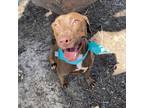 Adopt Ariana a Brown/Chocolate Labrador Retriever / Mixed dog in Edinburg