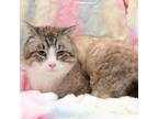 Adopt Macaroni and Tomato Soup a Tiger Striped Domestic Shorthair / Mixed cat in