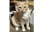 Adopt DUCKY a Domestic Shorthair (short coat) cat in Calimesa, CA (37803295)