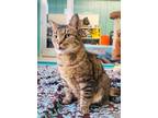 Adopt Asia a Brown or Chocolate Domestic Shorthair / Domestic Shorthair / Mixed