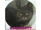 Adopt Black beauty a All Black Domestic Shorthair / Mixed cat in Patchogue