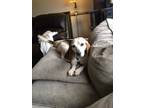 Adopt Wylie Milford a Tricolor (Tan/Brown & Black & White) Beagle / Mixed dog in