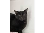 Adopt Bippity a All Black Domestic Shorthair / Domestic Shorthair / Mixed cat in