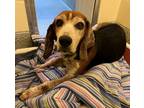 Adopt Ruger Baldwin a Tricolor (Tan/Brown & Black & White) Beagle / Basset Hound