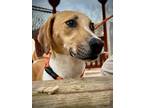 Adopt Harper Charles a Tan/Yellow/Fawn - with White Hound (Unknown Type) /