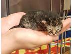 Adopt Hoppy a Gray or Blue Domestic Shorthair / Domestic Shorthair / Mixed cat