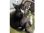 Adopt Luna (f) a Black & White or Tuxedo Domestic Shorthair (short coat) cat in