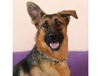 Adopt Lola a German Shepherd Dog