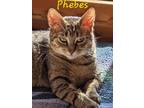 Adopt Phebes - Ottawa Area a Brown or Chocolate Domestic Shorthair / Domestic