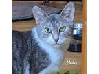 Adopt Nala - Ottawa Area a Gray or Blue Domestic Shorthair / Domestic Shorthair