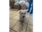 Adopt Phoenix a White Westie, West Highland White Terrier / Mixed dog in