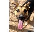 Adopt Rodger a Tricolor (Tan/Brown & Black & White) German Shepherd Dog /