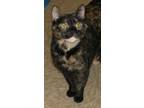 Adopt Mystic a Tortoiseshell Domestic Shorthair (short coat) cat in Tulsa