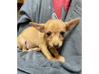 Adopt Rebel Elegant-adoption pending a Tan/Yellow/Fawn Chiweenie / Mixed dog in