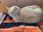 Adopt Ronnie a Domestic Shorthair cat in Breinigsville, PA (38023962)