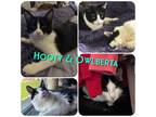 Adopt Hooty & Owlberta a Black & White or Tuxedo Domestic Longhair (long coat)