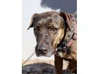 Adopt HALIE a Brindle Mixed Breed (Medium) / Mixed dog in Fernandina Beach