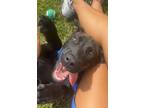 Adopt Chip a Black Labrador Retriever / Mixed dog in Quincy, FL (37807294)