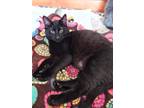 Adopt EZ Rider INDOOR ONLY a All Black Domestic Shorthair (short coat) cat in
