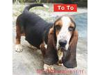 Adopt ToTo 2910 a Tan/Yellow/Fawn Basset Hound / Mixed dog in Brooklyn