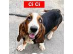 Adopt CiCi 2919 a Tan/Yellow/Fawn Basset Hound / Mixed dog in Brooklyn