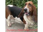 Adopt Burberry 2946 F a Tan/Yellow/Fawn Basset Hound / Mixed dog in Brooklyn
